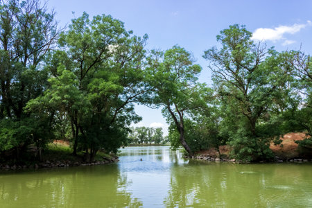 Green trees in summer around the pond. Ascania Nova Reserve. Ukraine.の写真素材