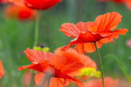 Bright red poppies in green grass sway in the wind. scarlet wildflowers.の写真素材