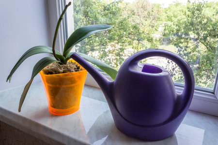Orchid in a pot on a window with watering can. Phalaenopsis houseplant care. Growing flowers at home.の写真素材