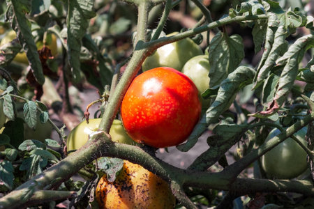 Ripe red tomato on a branch close-up. The concept of agriculture, farming and harvest. Vegetarian food.の写真素材