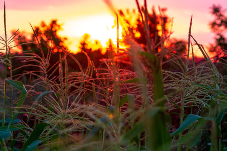 Corn inflorescences sway close-up of the setting sun. The concept of agriculture and harvest.