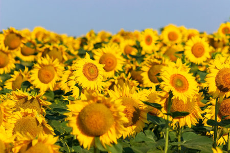 Field with flowering yellow sunflowers. The concept of agriculture, farming and harvest. Advertising...