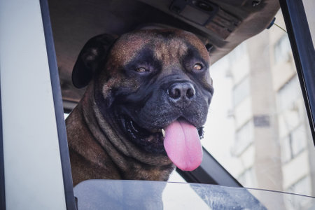 Dog breed boxer close-up looks out of the car window.の写真素材