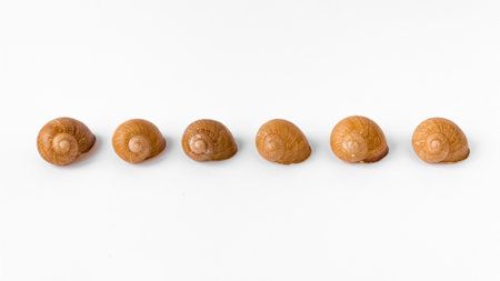 Empty snail shells are lined up in isolation against a white background.の写真素材