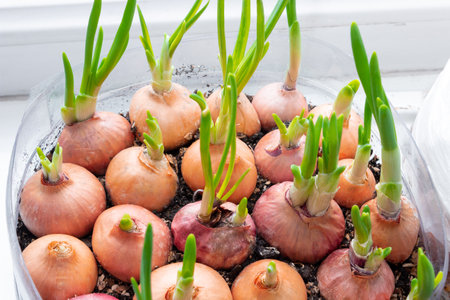 Growing fresh green onions by the window in a plastic bottle.の写真素材