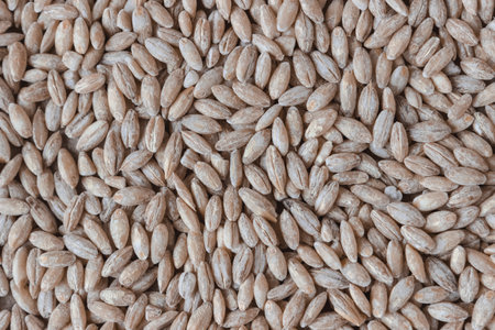 pearl barley. view from above.の写真素材