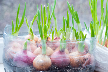 Growing fresh green onions by the window in a plastic bottle.の写真素材