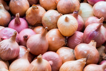 Lots of onions close up.の写真素材