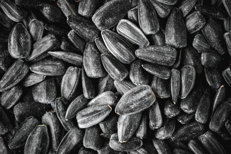 Raw sunflower seeds. view from above.の写真素材