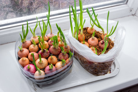 Growing fresh green onions by the window in a plastic bottle and plastic bag.の写真素材