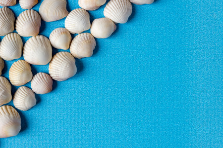 White seashells on a blue background. Space for text.の写真素材