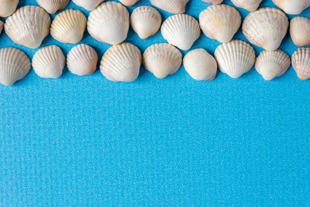 White seashells on a blue background. Space for text.の写真素材