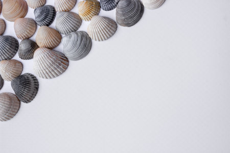 Marine multicolored seashells on a white background. view from above. Space for text.の写真素材