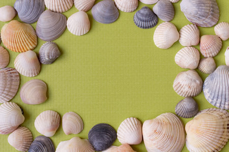 The frame of multi-colored seashells on a green background. view from above. Space for text.の写真素材