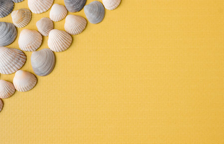 Marine multicolored seashells on a yellow background. view from above. Space for text.の写真素材
