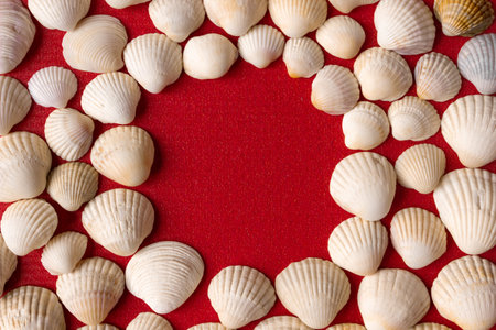 White seashells on a red background. Space for text.の写真素材