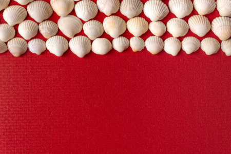 White seashells on a red background. Space for text.の写真素材