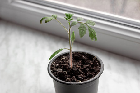 Tomato seedlings in a pot on a white windowsill. agriculture concept.の写真素材