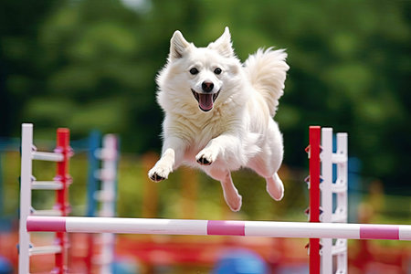 A white husky jumps over an obstacle in an agility competition.の素材