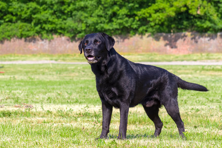 Dog breed black Labrador on a green lawn.の写真素材