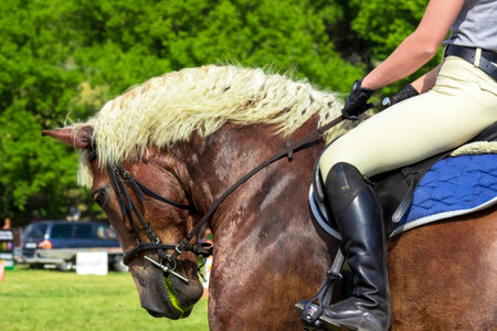 Rider on a bay horse at the championship riding close-up. Horseback Riding, Grudziadz, Poland - June 18, 2023.の写真素材