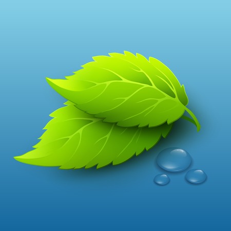 Vector illustration of green leaves and dew drops のイラスト素材