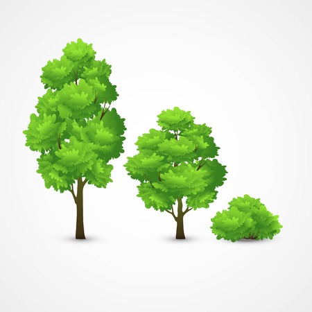 Illustration of a set of different trees. Vector illustration EPS 10のイラスト素材