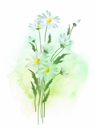 Watercolor background and chamomile flower. Vector illustration EPS10のイラスト素材