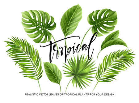 Tropical palm leaves set isolated on white background. Vector illustrationのイラスト素材