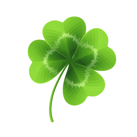 Four leaf clover isolated on white. Vector illustration.