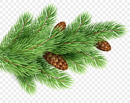 Fir tree branch realistic Christmas illustration. Spruce color twig with pinecones on transparent background. Fir-tree with pine cones. New Year greeting card, banner design element. Isolated vectorのイラスト素材