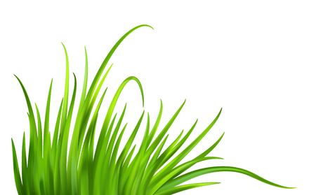 Frash Spring green grass background. Vector illustration EPS10のイラスト素材