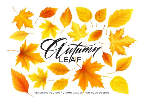 Set of realistic autumn yellow, red, orange leaves and Autumn lettering isolated on a white background. Vector illustrationのイラスト素材