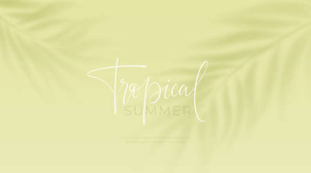 Realistic transparent shadow from a leaf of a palm tree on the green background. Tropical leaves shadow. Mockup with palm leaves shadow. Vector illustrationのイラスト素材