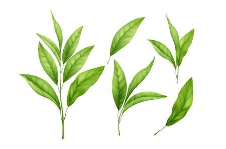 Set of realistic green tea leaves and sprouts isolated on white background. Sprig of green tea, tea leaf. Vector illustrationのイラスト素材