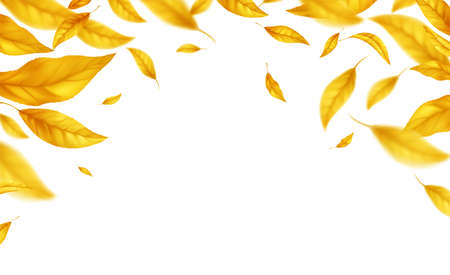 Falling flying autumn leaves background. Realistic autumn yellow leaf isolated on white background. Fall sale background. Vector illustrationのイラスト素材