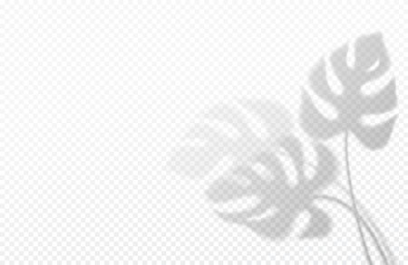 Realistic transparent shadow of a monstera leaf isolated on a transparent background. Vector illustrationのイラスト素材