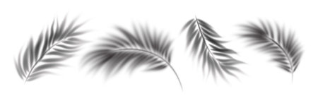 Elegant Palm Leaf Shadows Overlay Set on a White Background in Black and White. Beautiful palm leaf shadows cast on a plain white surface, creating a delicate texture. Vector Illustrationのイラスト素材