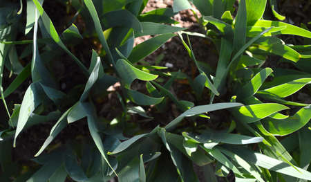 green leaves in the garden, green leaves on the treeの写真素材