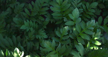 green leaves background, green leaves in the garden, green leaves in the forestの写真素材
