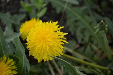 yellow dandelion flower, dandelion in the garden