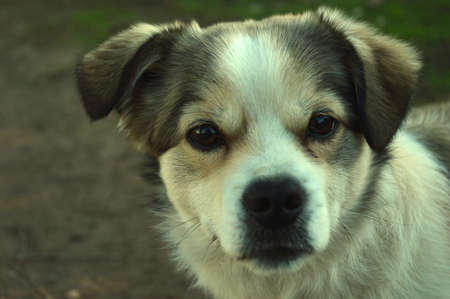 portrait of a small dogの写真素材