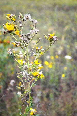 yellow flowers in the garden
