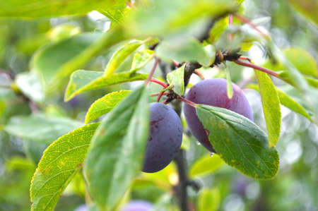 ripe plums on tree, plums on treeの写真素材