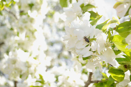 apple tree blossom, apple tree flowers, blooming apple treeの写真素材
