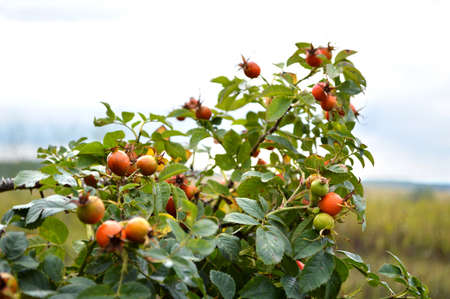 rose hip, village, bush, berryの写真素材