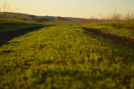 sunset over the field, sunset in the field, village