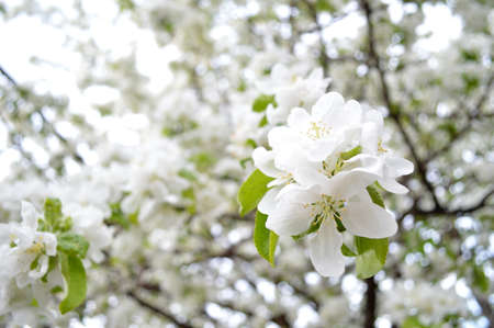 apple tree blossom, apple tree flowers, blooming apple treeの写真素材
