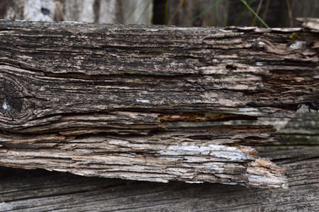 old wood texture, old wood background, old tree barkの写真素材