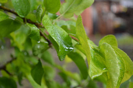 green leaf with water dropsの写真素材